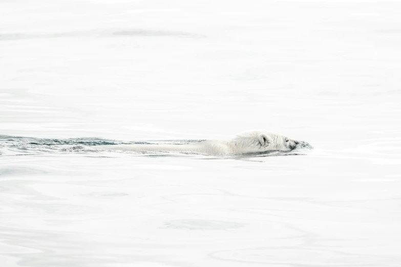 the polar bear is swimming in the water