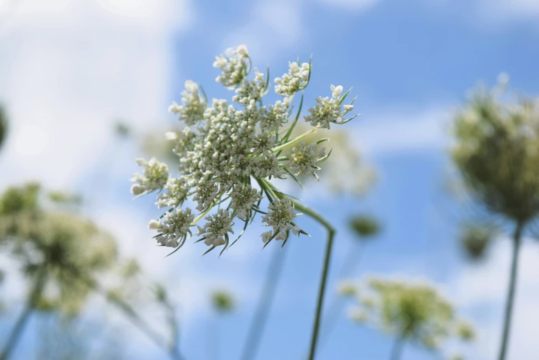 a very large white flower in the air