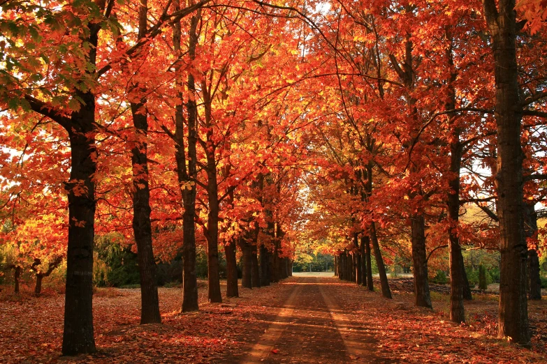 trees lining a path surrounded by autumn leaves