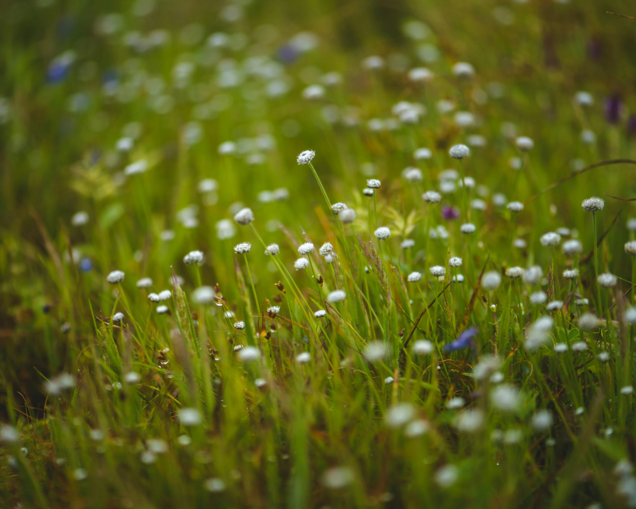 some flowers on a grassy area next to grass