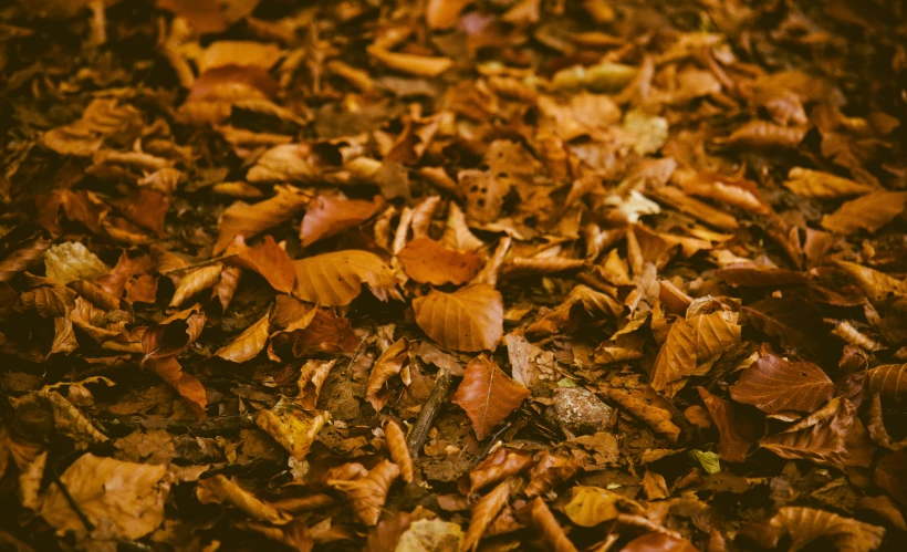 leaves and grass are scattered around the ground