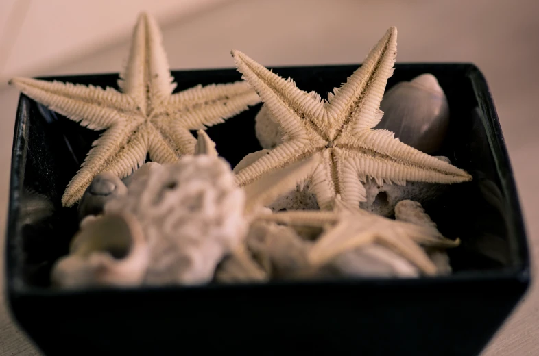 a black container filled with sea shells and starfish