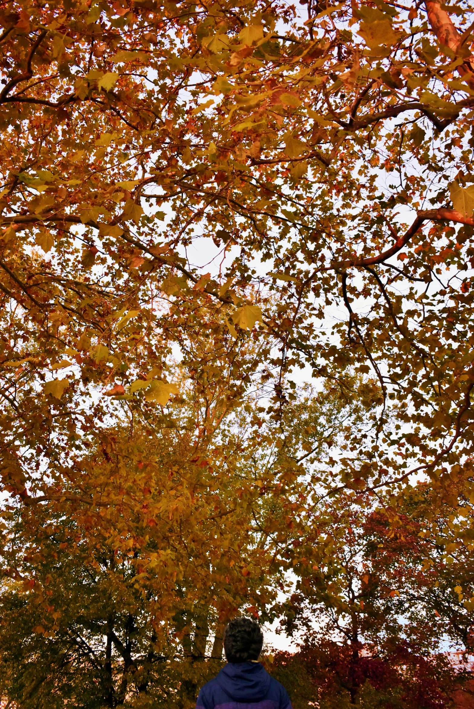 a man standing in front of several trees