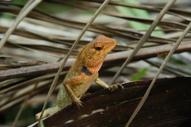 a lizard is sitting on a piece of wood