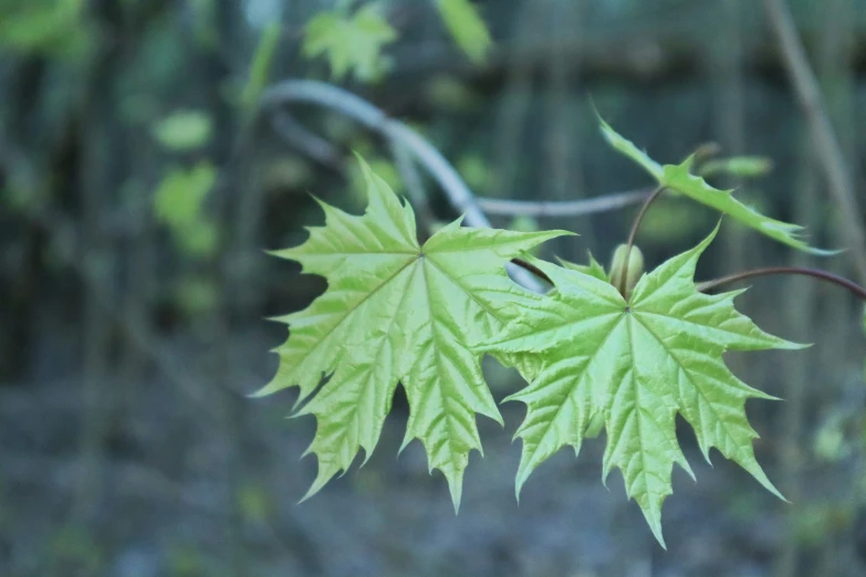 a close up of a single green leaf on a plant