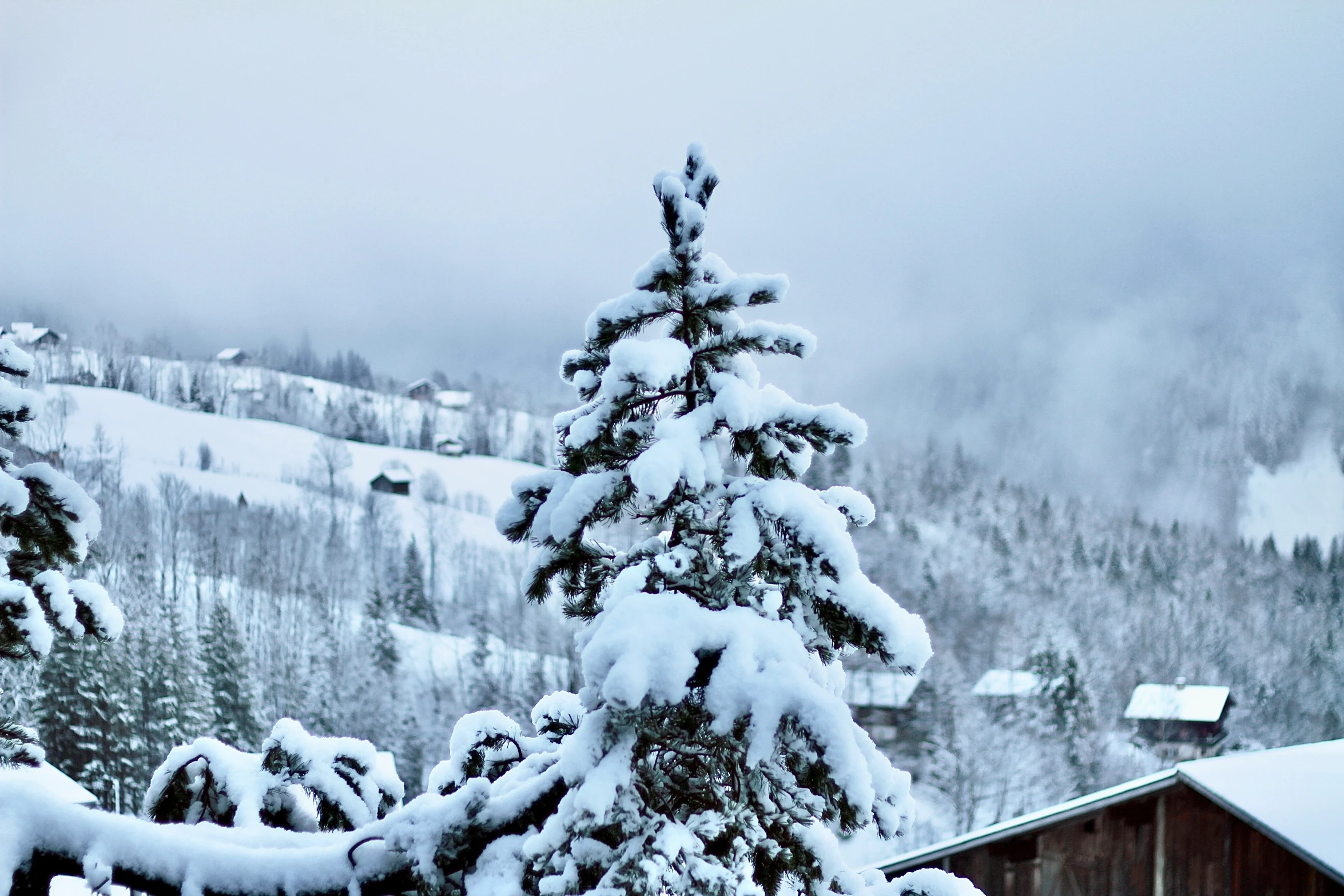a snow covered evergreen tree on top of a hill