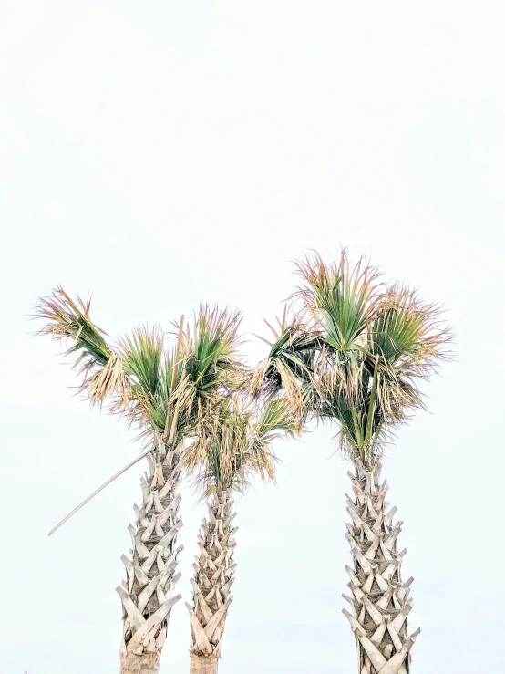 three palm trees with their leaves up in the air