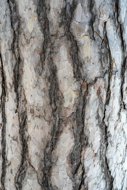 closeup of the bark of a tree