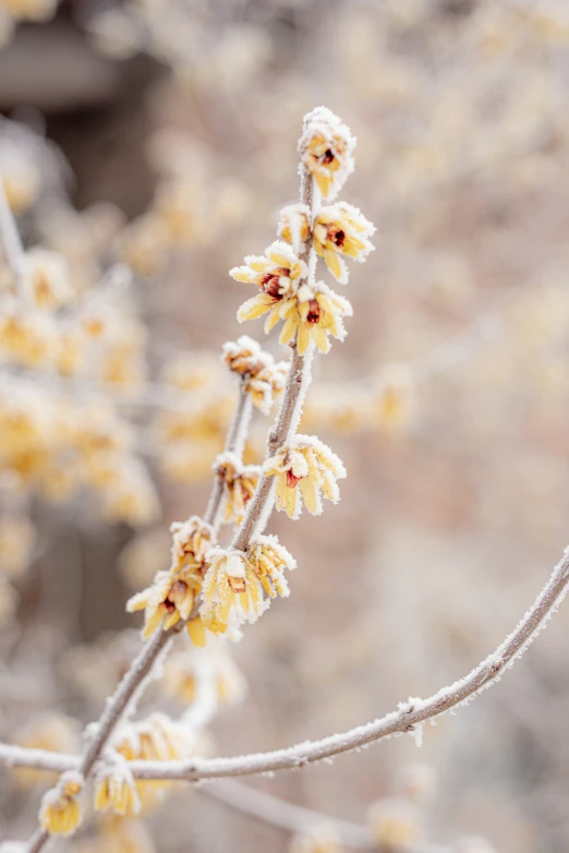 two yellow flowers that are growing on a twig