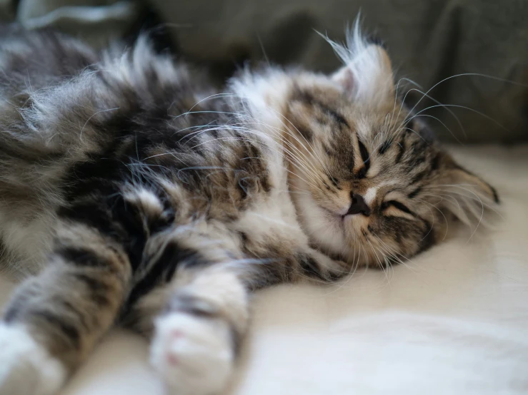 a small fluffy cat rests on a bed