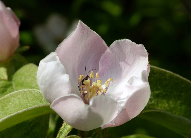 closeup of a pink flower on an open leaf