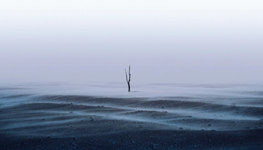 lone tall stalk in water with cloudy sky