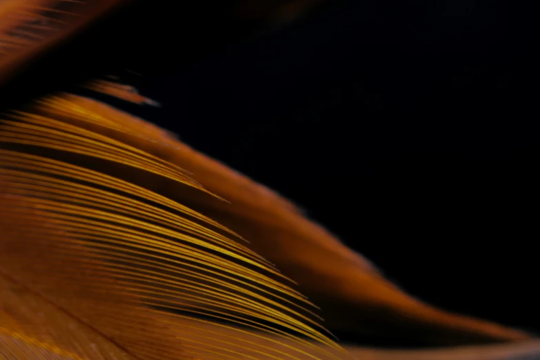 a feather is seen on a dark background