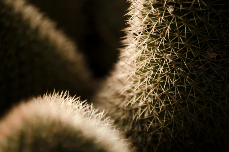 small cactus spines in the sunlight of a dark room