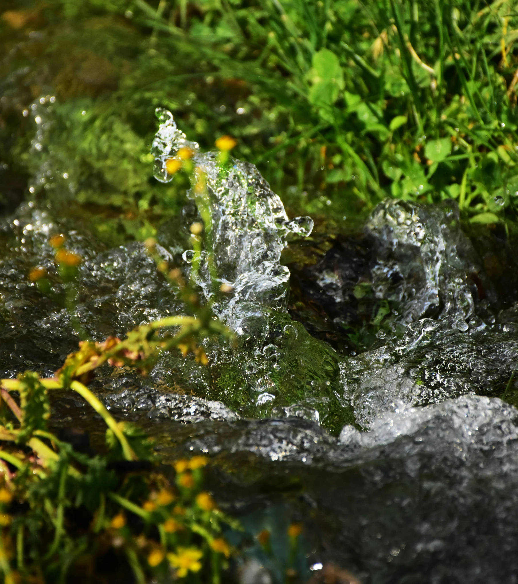a small stream of water and some vegetation