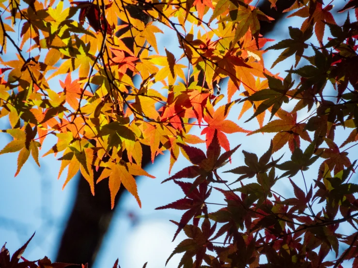 orange and yellow leaves in autumn on a tree