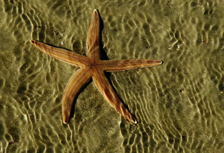 a starfish is laying in shallow water