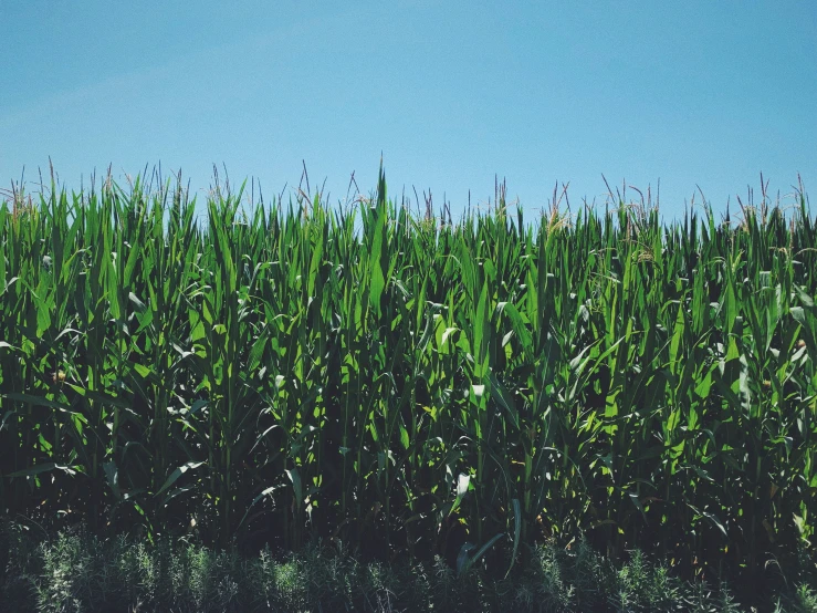 a field of green grass next to a forest