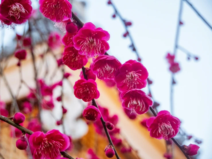 a bunch of purple flowers are hanging from a tree