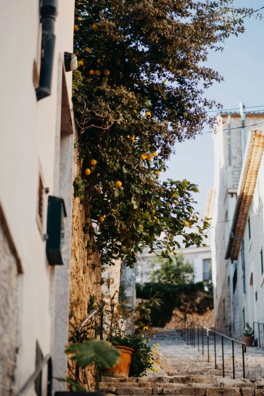 an orange tree near some stone buildings