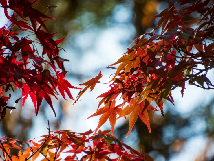 a nch with small leaves on it, in the fall