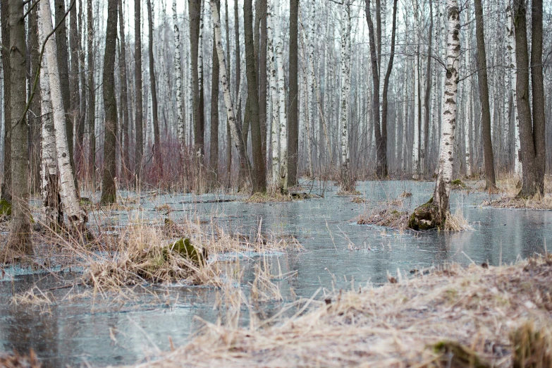 the view of an area with snow covered ground and trees