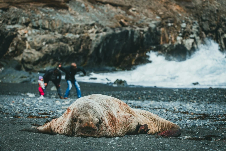 people walking and watching dead animal on the beach