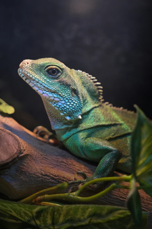 an iguana sitting on top of a rock