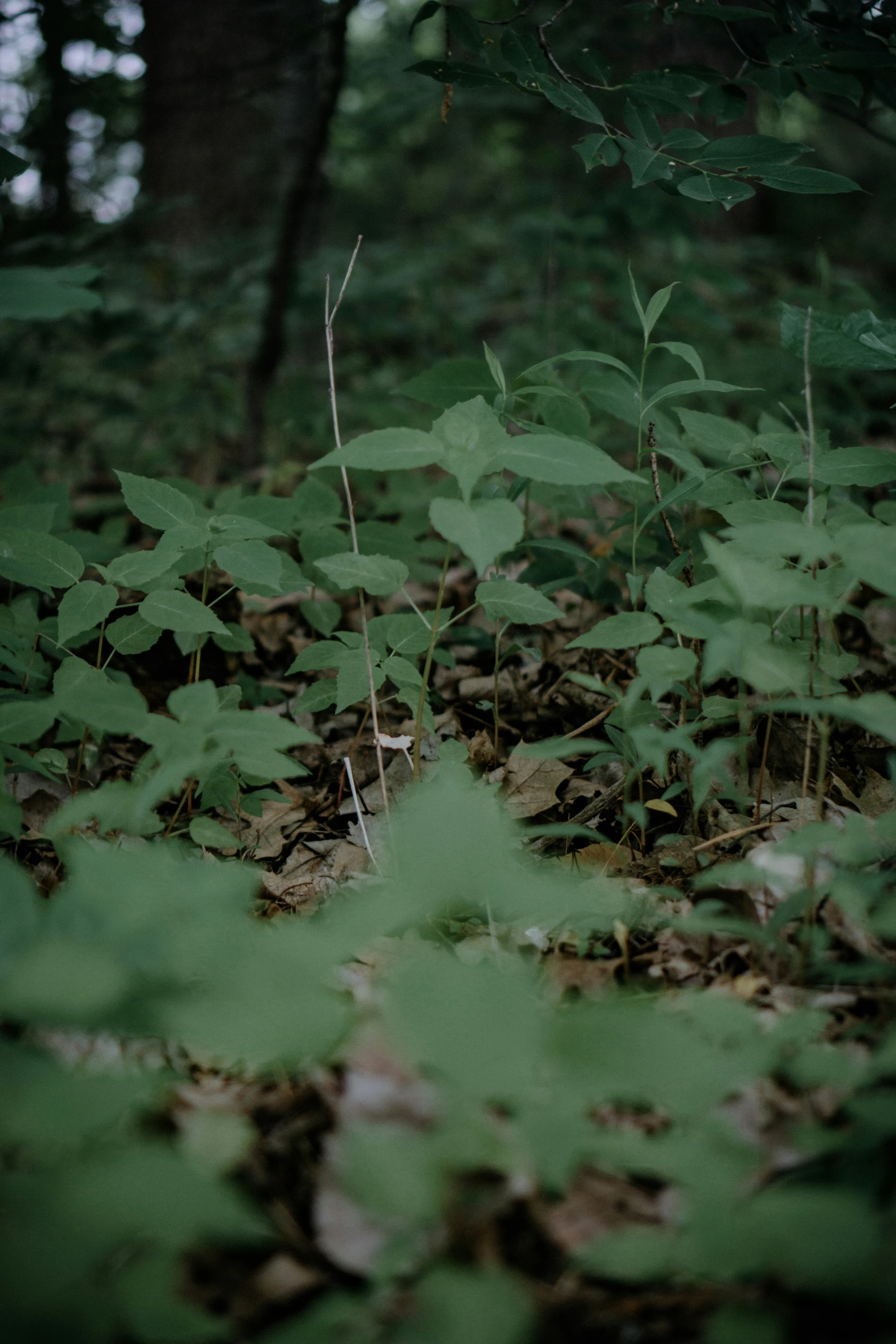 a leafy green forest full of trees and bushes