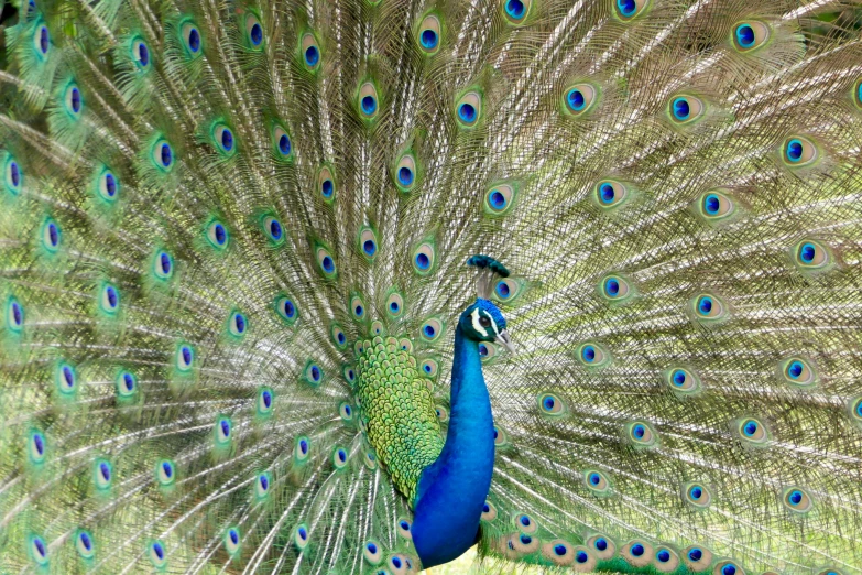 a large peacock with its feathers spread out