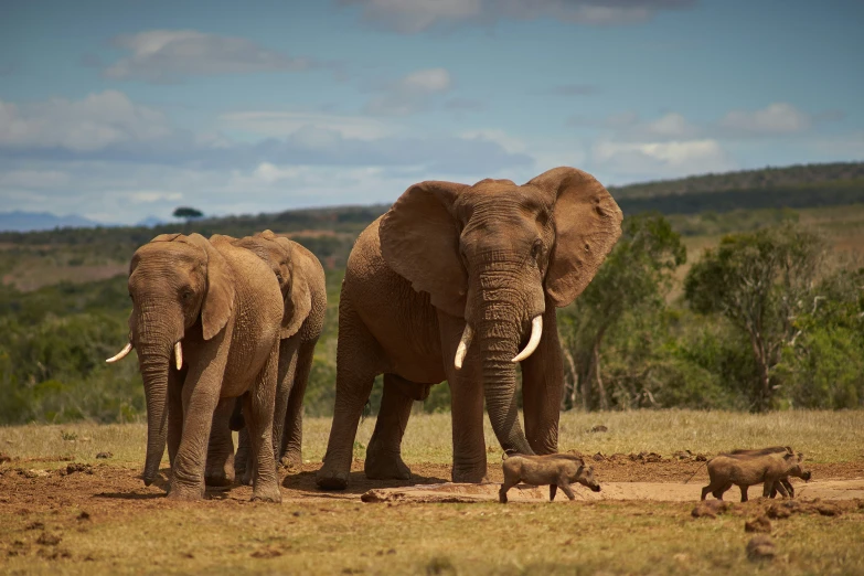 a large elephant stands near a small elephant on the savannah