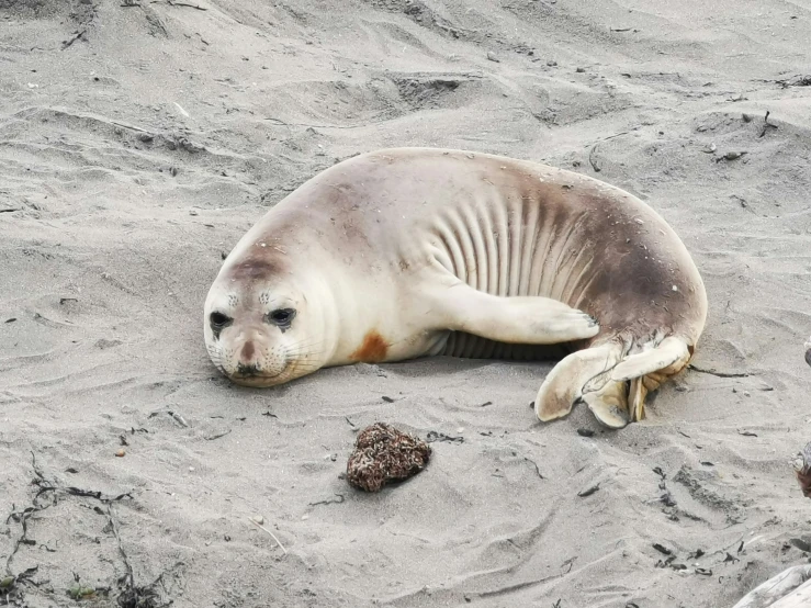 a sea seal rests on the beach in the sand