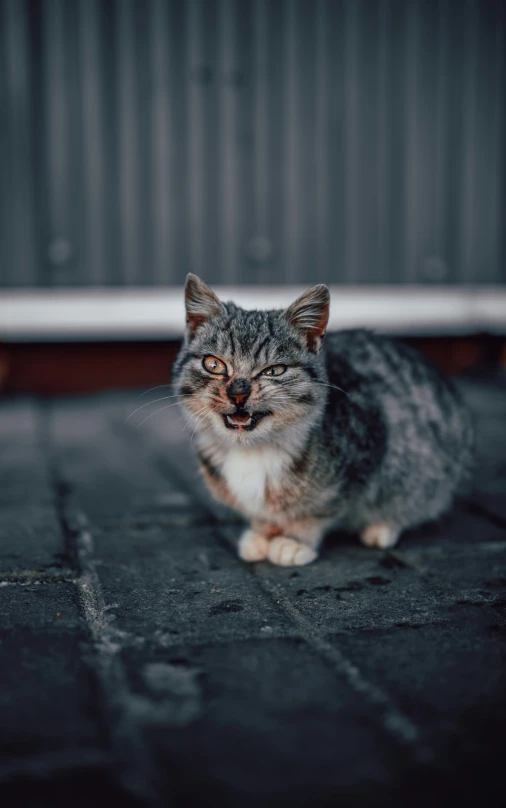 a cat sits on the concrete, staring forward