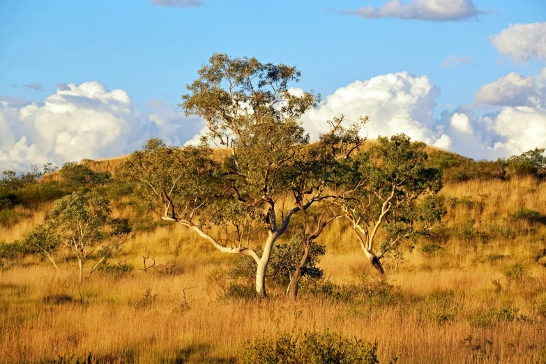 a grassy field with trees, and blue skies in the background