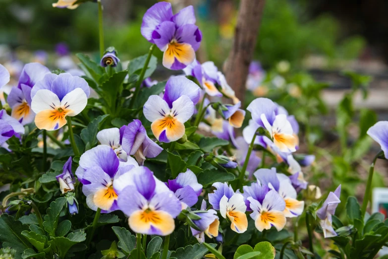 blue and yellow flowers with leaves in an garden