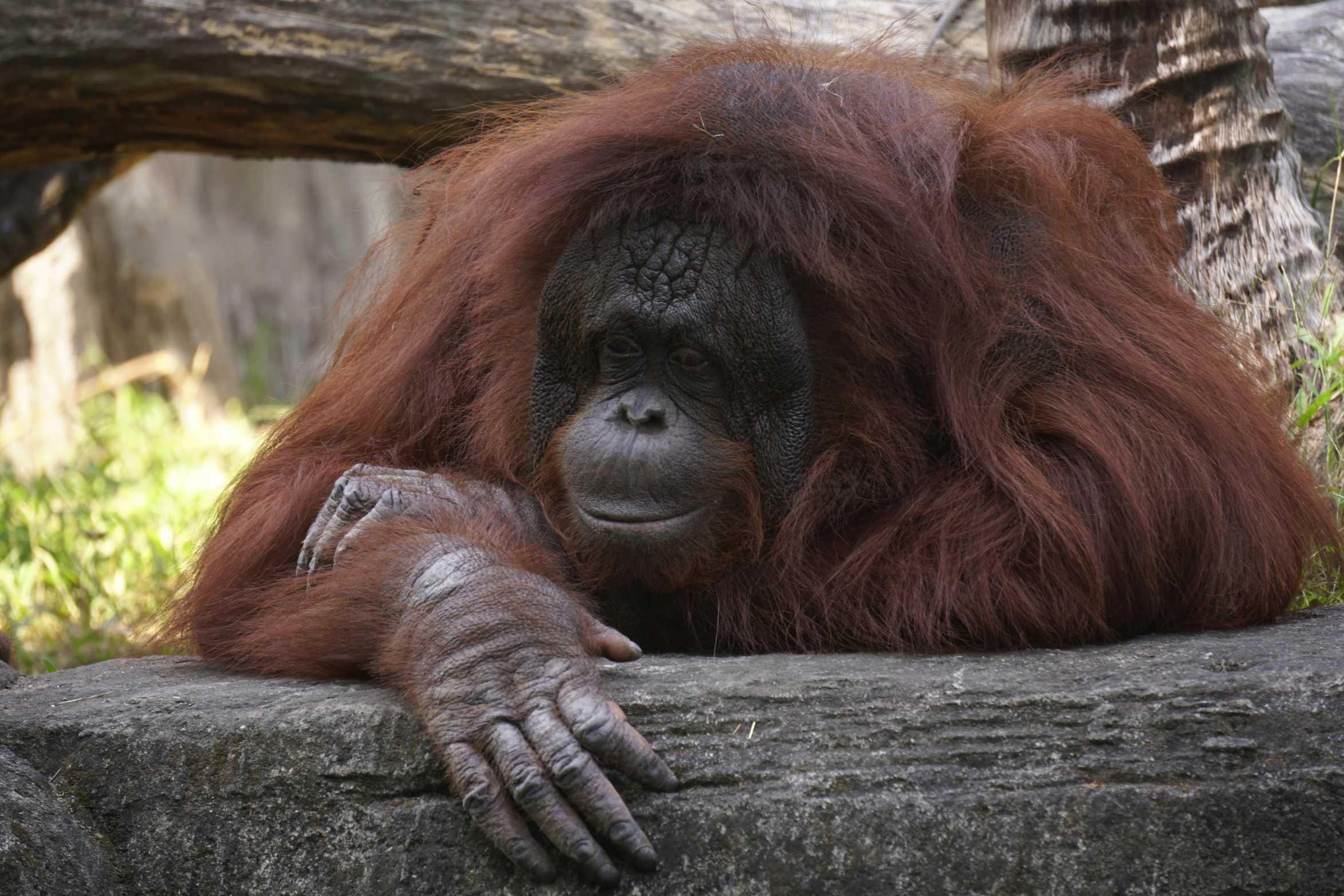 a small, oranguima sitting on top of a tree nch