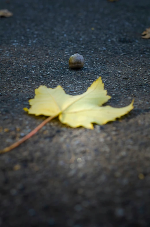 a yellow leaf on a road next to an acorn