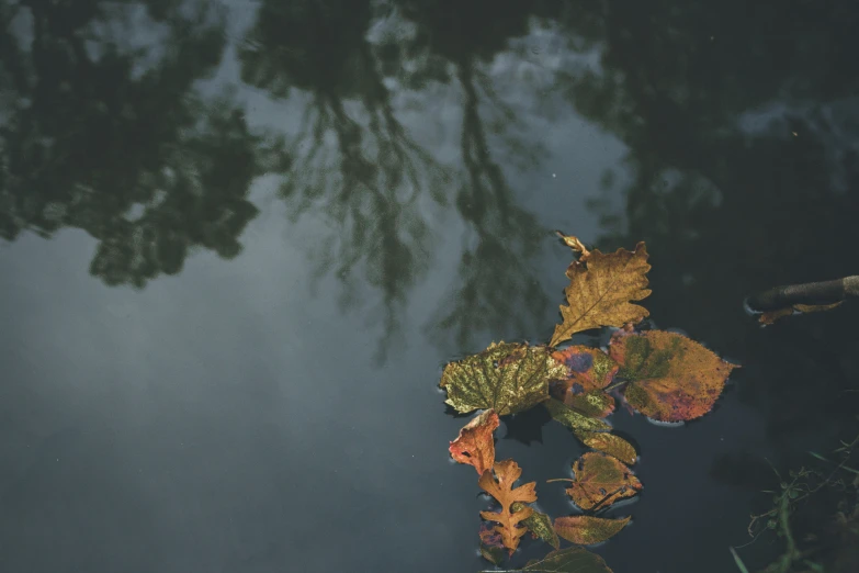 leaf covered leaves floating on top of water