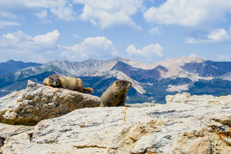 a couple of animals that are on some rocks