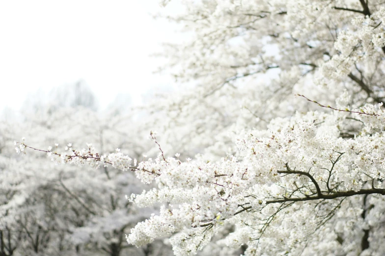 some trees that have white flowers in their nches