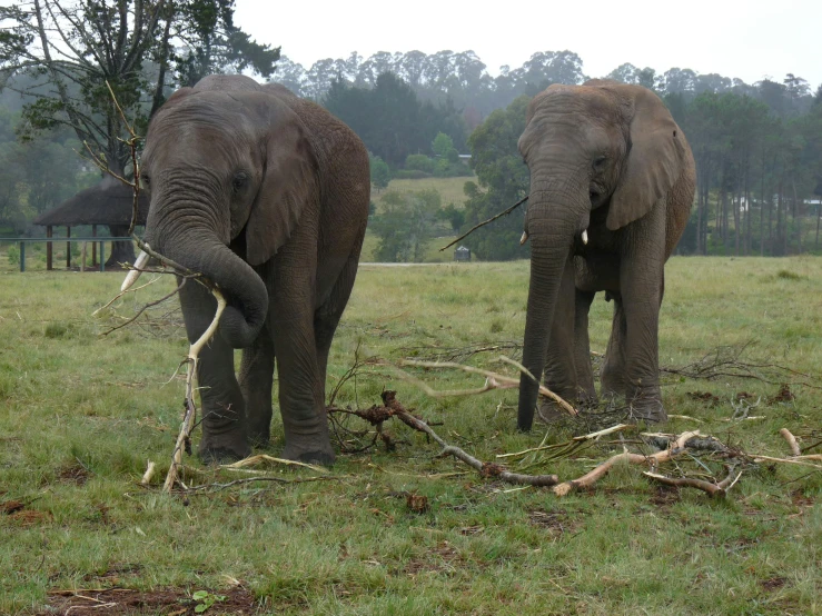 two elephants grazing on some tree nches in the grass