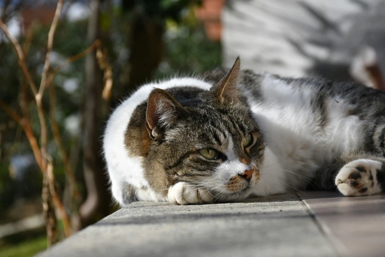a cat lying on the ground outside with its paw over it's mouth