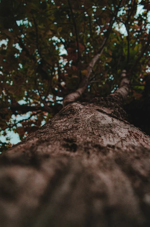 the top of the base of an oak tree