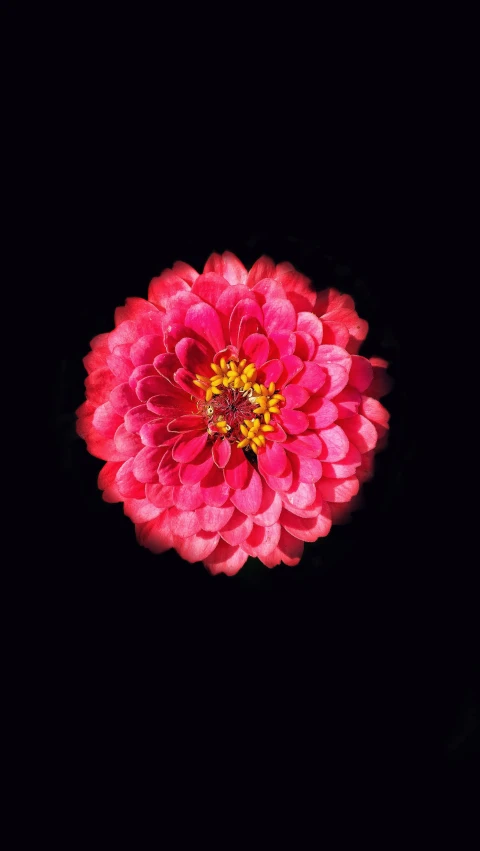 a close - up of the center of a flower with a black background