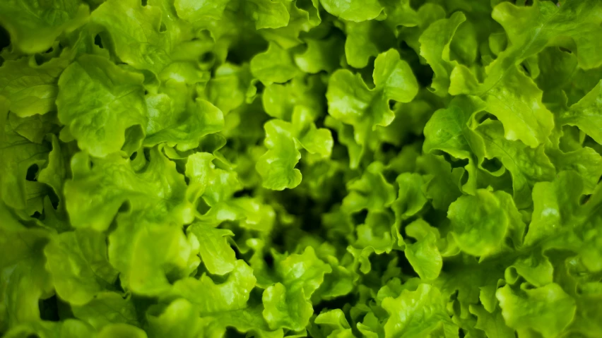 closeup view of leafy green vegetables, very pretty