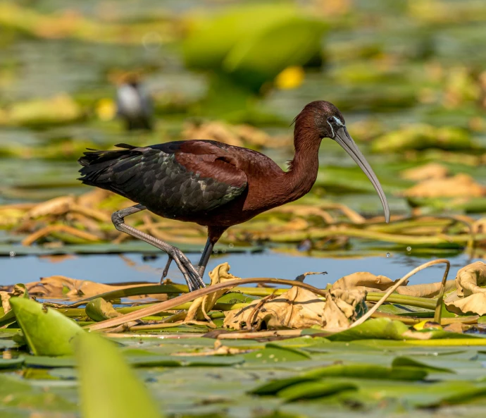 an adorable bird walks through the water