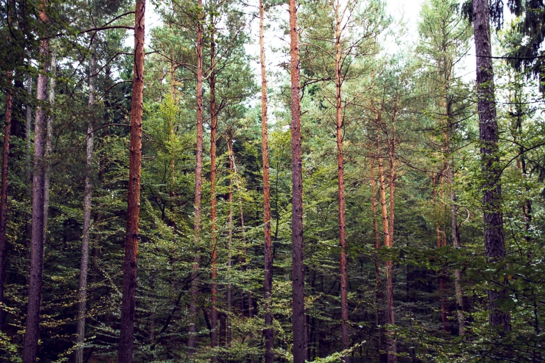 the forest has many trees growing and one person is walking in it