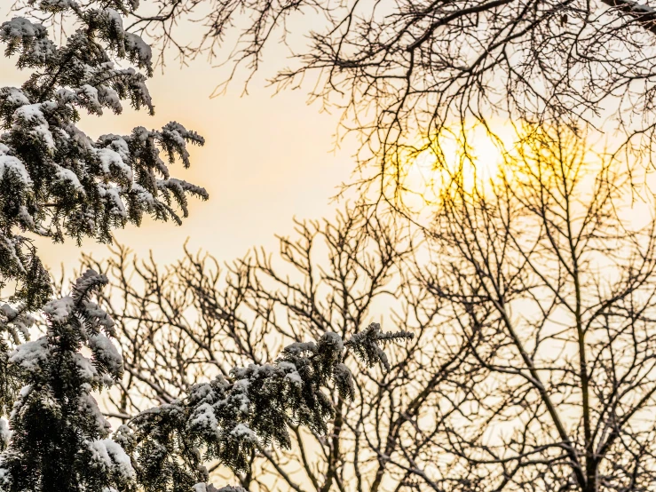 tree tops with snow on them and the sun peeking through