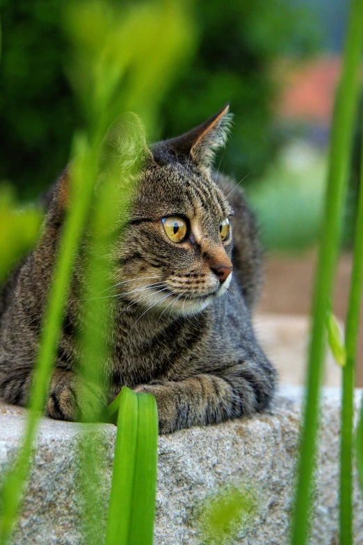 a cat lying on a concrete slab looking ahead