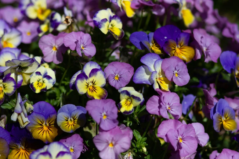 the pansies are purple and yellow